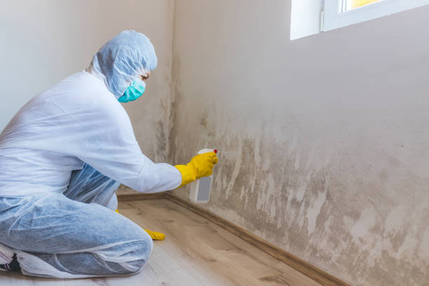 Licensed Mold Testing service in Wilmington, MA - WQB Mold Removal